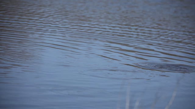 Catfish Feeding