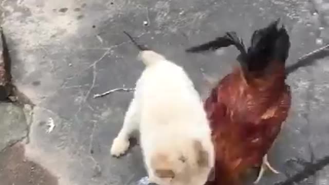 Chicken fun with dogs