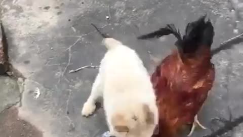 Chicken fun with dogs