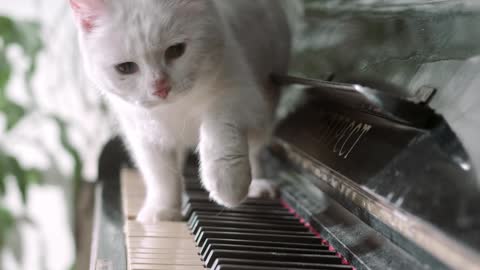 kitten on the piano keys