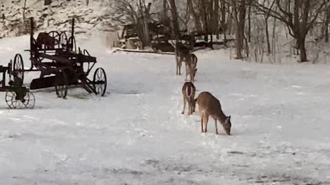 Deer Mukbang . One Not Wanting To Share Their Food Pile