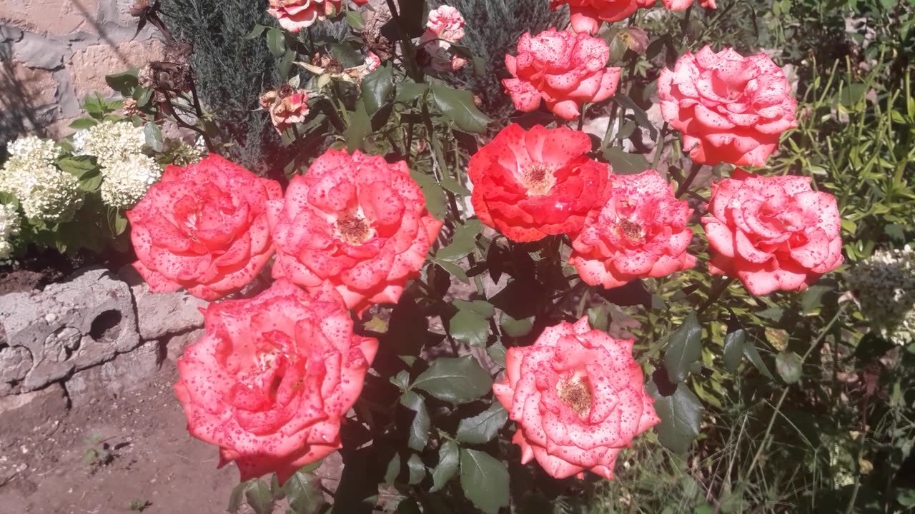 Lots and lots of pink roses