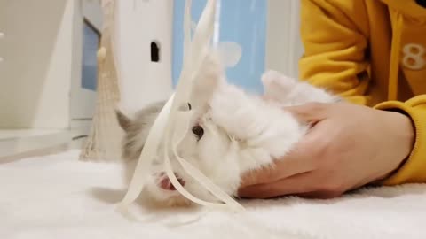 munchkin cat (cute cats)