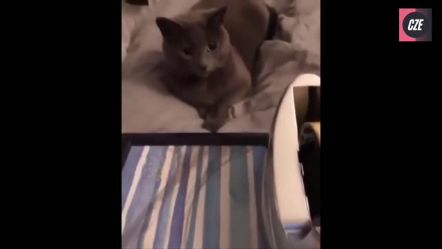 Funniest Cats 😹- Best Of The 2022 Funny Cat Videos 😂- Funny Cats HD