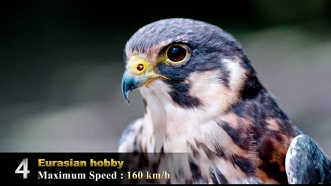 Top 10 fastest birds in the world