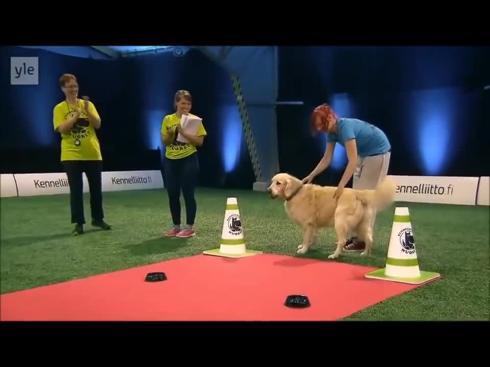 Hilarious dog training video - Golden retriever