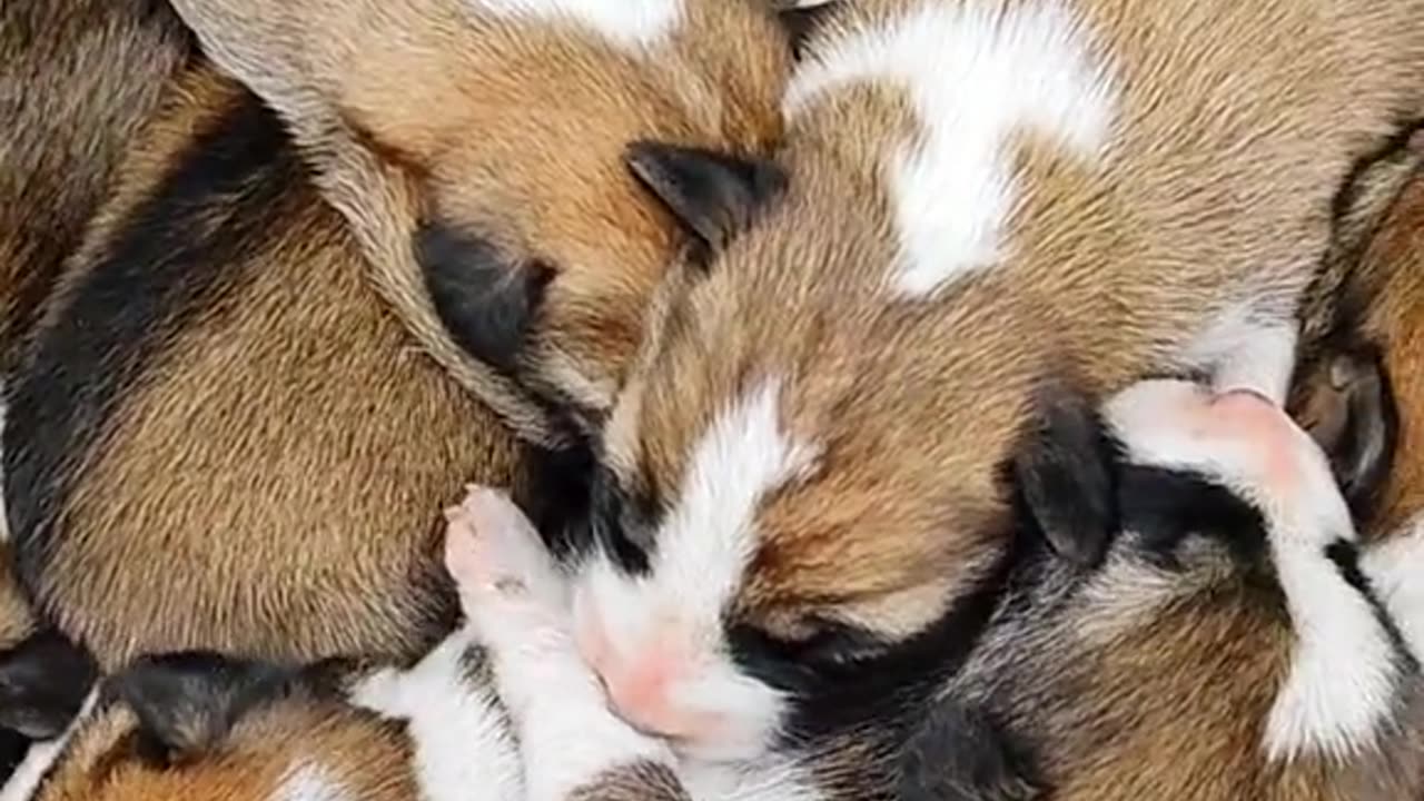 Cute newborn puppies. Puppy love