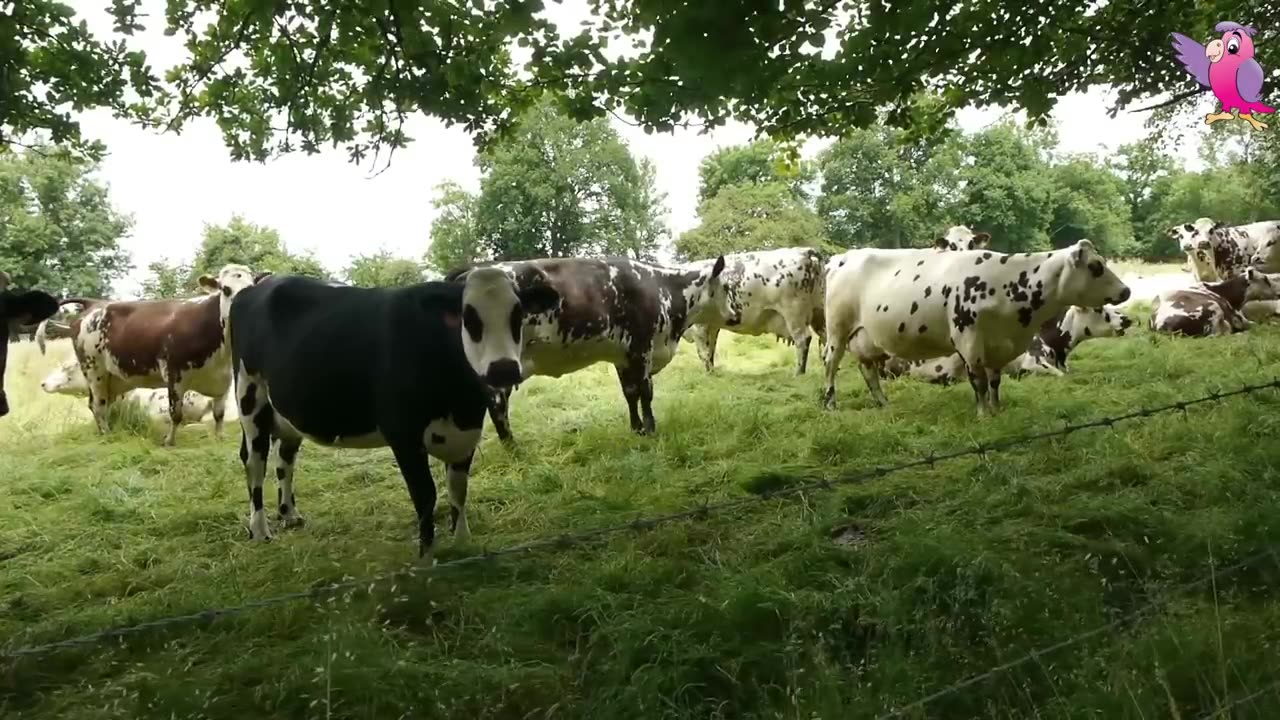 COW VIDEO 🐮🐄 COWS MOOING AND GRAZING IN A FIELD 🐄🐮