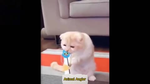 Beautiful Cat