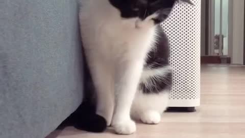 Kitten playing a cute, customised toy