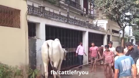 Funny animals vedio 😂😂 funny animals clips 😂😂😂to see this you can never control your laugh 😂😂