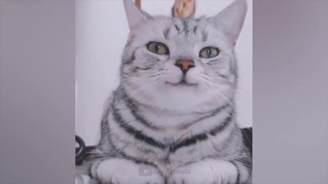 Funny animals