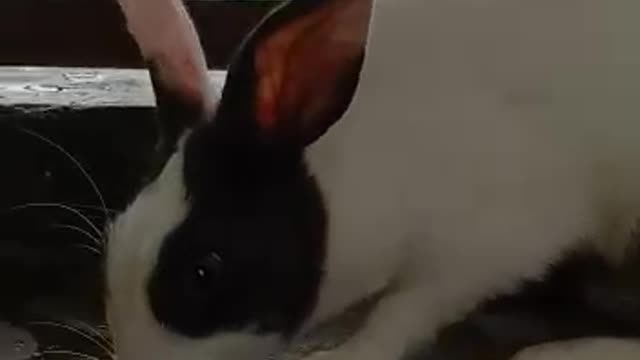 Cute Rabbits Walking Video😍😘😘