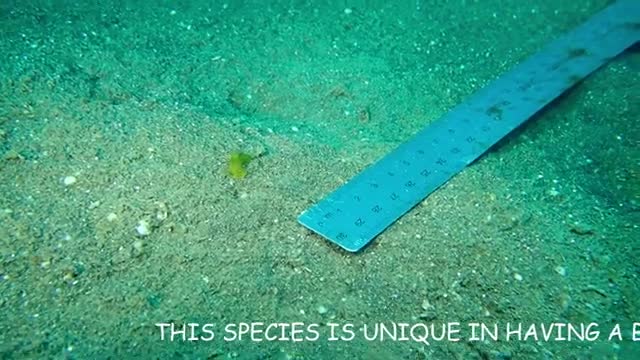 Nudibranchs with th latin name is Gymnodoris SP