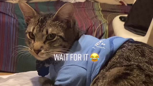 I felt so bad lol 😭😩🥺 #kittycat #cutecatsoftiktok #fyp #fypシ #cats