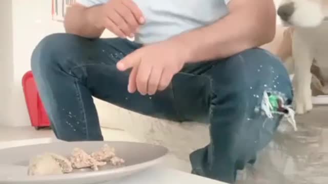 Dog eating his meal