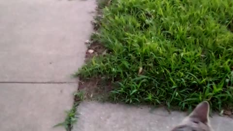 This Stray Cat Loves Attention