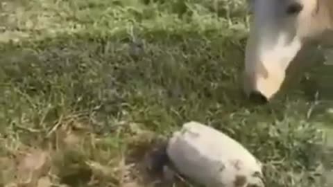 Turtle Suprise ( Funny Incident)