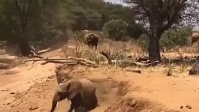 An elephant is smarter than his mother