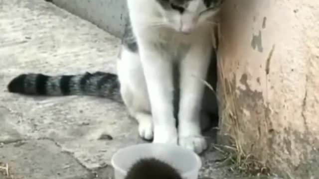 Funniest Animals - Best Of The 2021 Funny Animal Videos #41