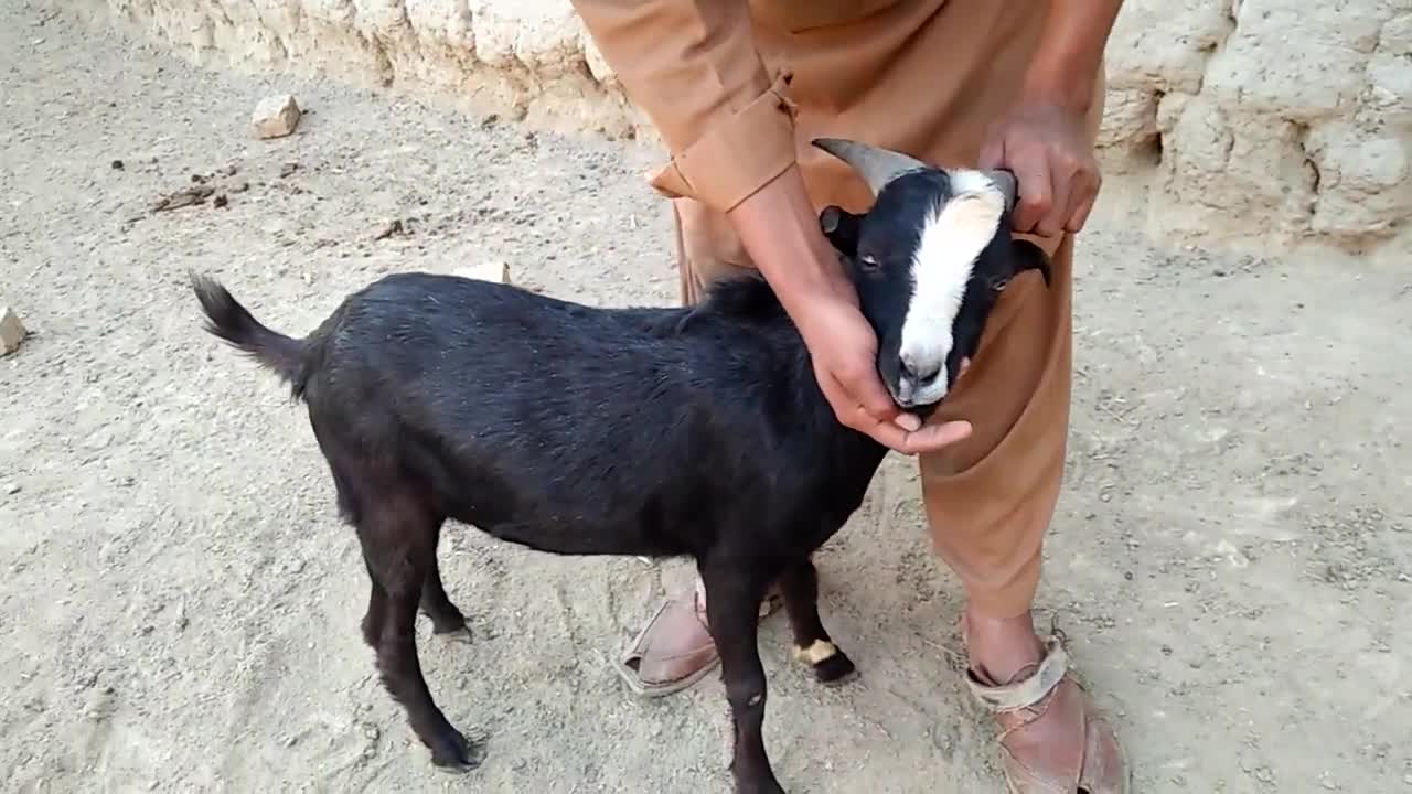 Goat and boys meeting first treatment time village in part 2