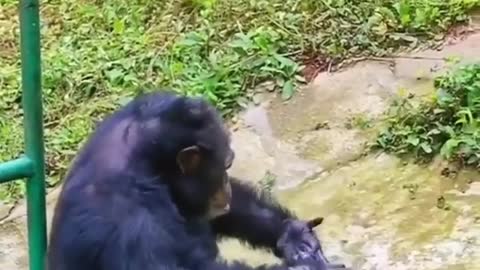 Chimpanzee Washing Clothes