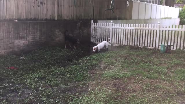 Zeke and Abby in the mud