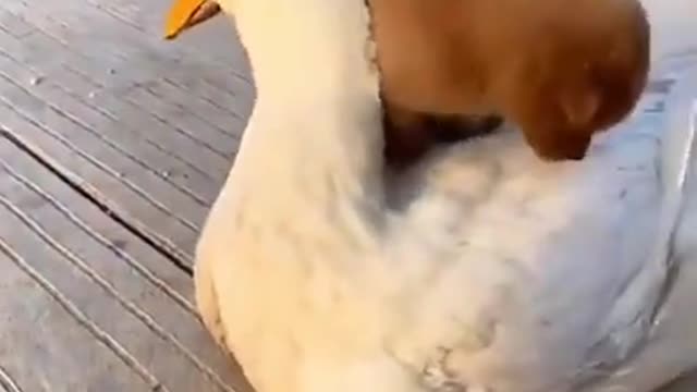 Cute Dog Ride Duck Funny Video