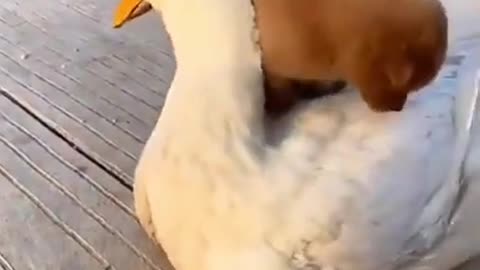 Cute Dog Ride Duck Funny Video