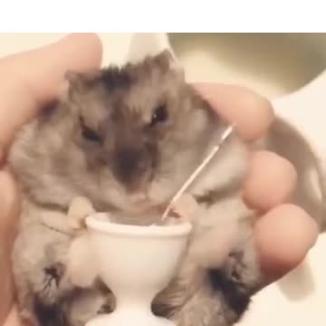 Amazing Bond Cute Rabbit Eating Compilation