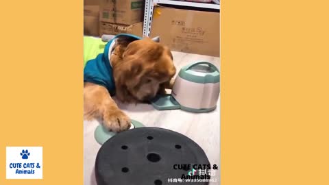 cute cats and dog funny video