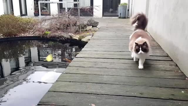 Cat Loves Fish