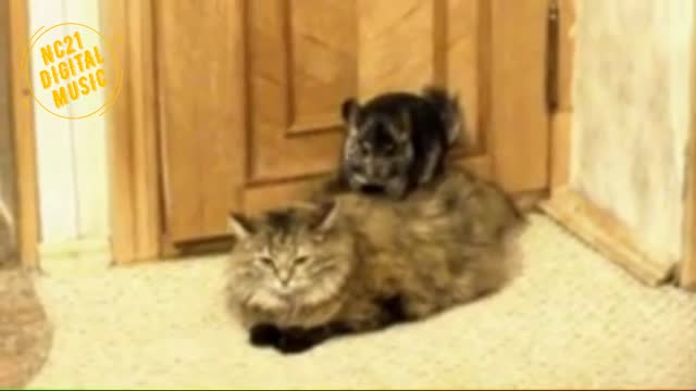 Funny videos of dogs, kittens and other animals 011