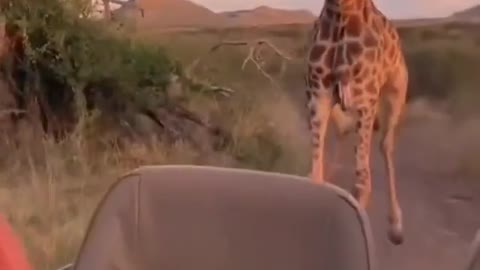 giraffe chasing car