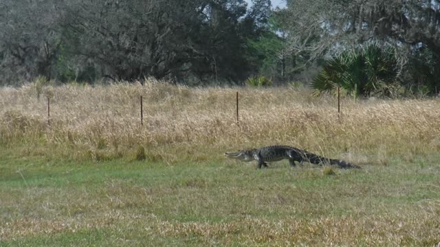Today 3/7/22 at 4:10pm - first gator migration for breeding season of the year. Venus Ranch.