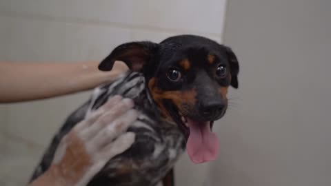 Small dogs are shampoo to foamy in the bathroom