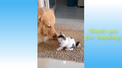 Cute and Funny animal compilation video