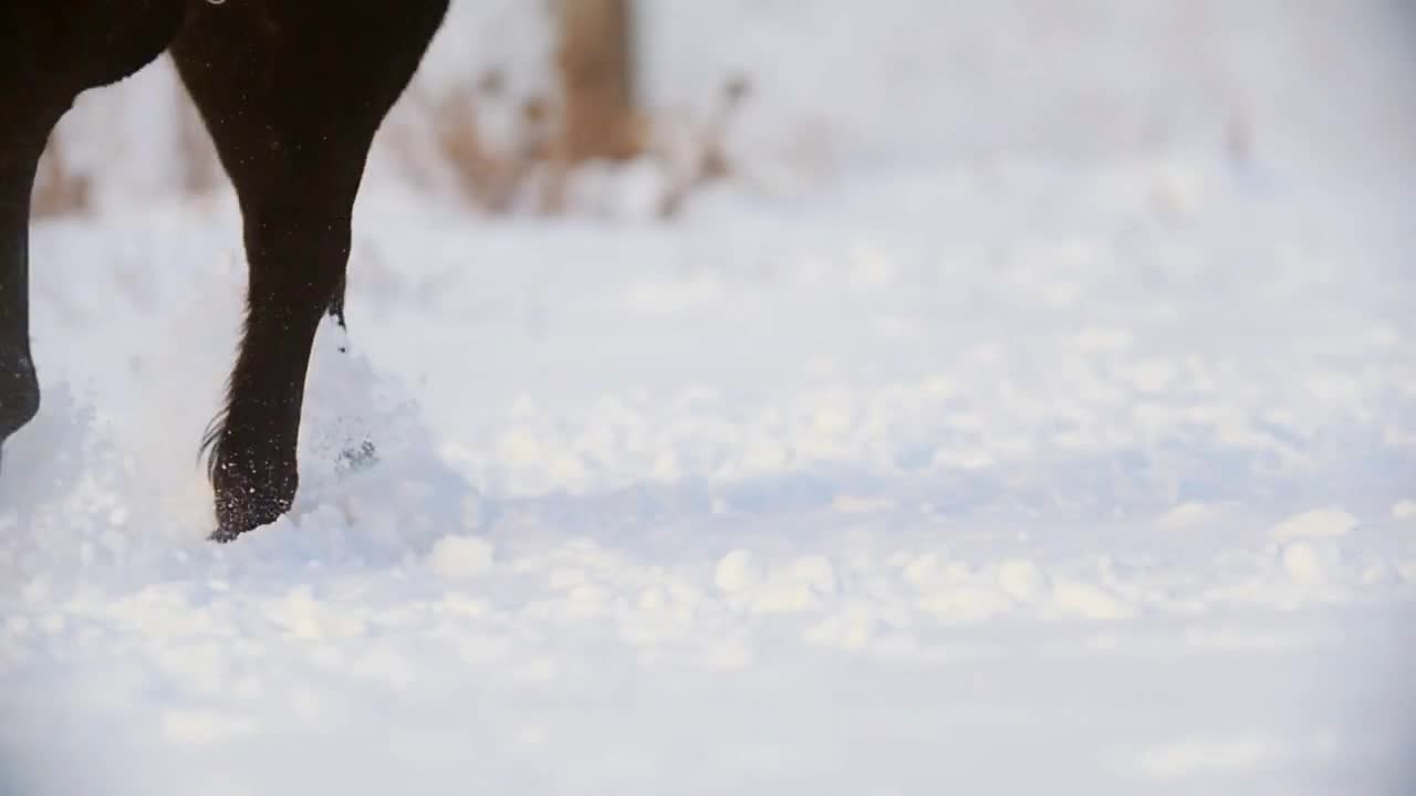 Close-up of horse hooves galloping through the snow