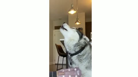 Vocal Husky hilariously sing along to match his partner