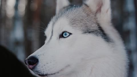 nice face of husky