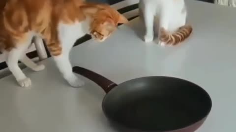 Cats funny 🤣 video