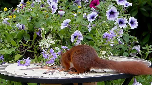 squirrel سنجاب