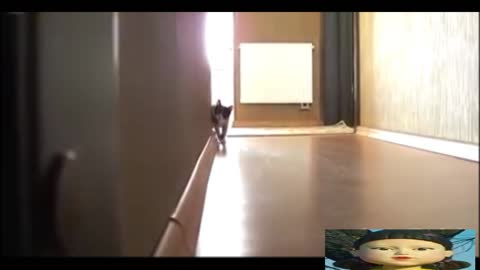 cat, squid game