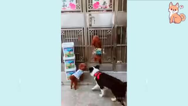 Lindos perros divertidos e inteligente