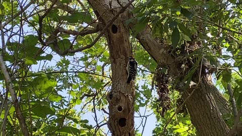 Wood pecker pecking like mad 😀