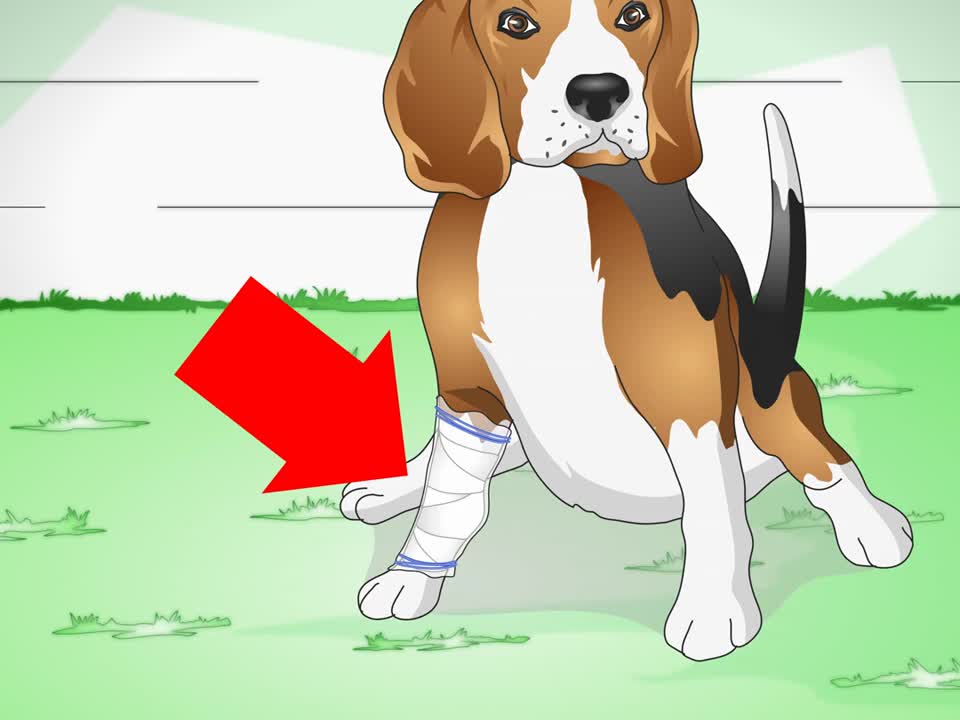 How to take care of a Dog with Stitches