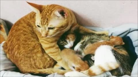 This cat is the best dad in the world