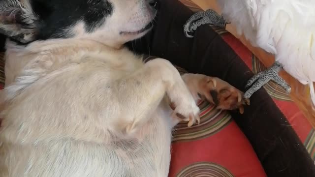 Peanut The Parrot Saying Hello To Pup Friend