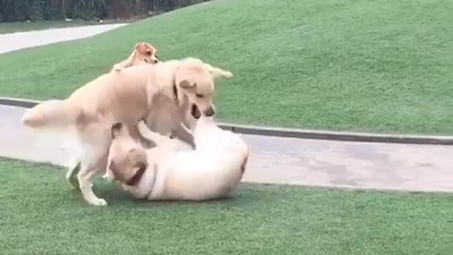 Three brown dogs on grass play fight