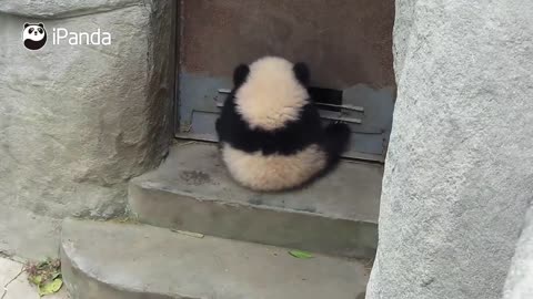 panda funny